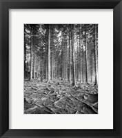Framed Forest