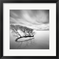 Framed Water Tree VII
