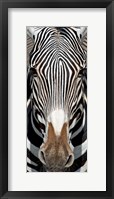 Framed Grevey's Zebra, Samburu National Reserve, Kenya