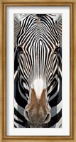 Framed Grevey's Zebra, Samburu National Reserve, Kenya