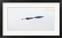 Framed Crocodile in a pond, Boynton Beach, Florida, USA