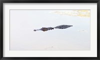 Framed Crocodile in a pond, Boynton Beach, Florida, USA
