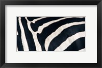 Framed Zebra stripes