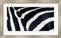 Framed Zebra stripes
