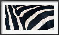 Framed Zebra stripes