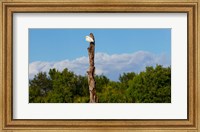 Framed White crane on a dead tree, Boynton Beach, Florida, USA