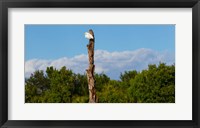 Framed White crane on a dead tree, Boynton Beach, Florida, USA