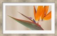 Framed Strelitzia in bloom, California