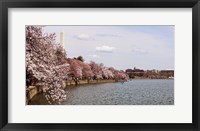 Framed Cherry Blossom trees in the Tidal Basin with the Washington Monument in the background, Washington DC, USA