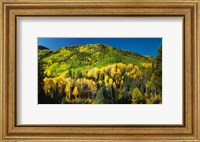 Framed Aspen trees on mountain, Sunshine Mesa, Wilson Mesa, South Fork Road, Uncompahgre National Forest, Colorado, USA