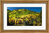 Framed Aspen trees on mountain, Sunshine Mesa, Wilson Mesa, South Fork Road, Uncompahgre National Forest, Colorado, USA