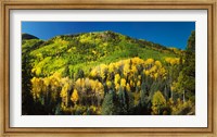 Framed Aspen trees on mountain, Sunshine Mesa, Wilson Mesa, South Fork Road, Uncompahgre National Forest, Colorado, USA