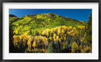 Framed Aspen trees on mountain, Sunshine Mesa, Wilson Mesa, South Fork Road, Uncompahgre National Forest, Colorado, USA