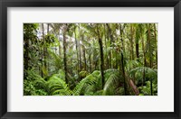 Framed Trees in tropical rainforest, Eungella National Park, Mackay, Queensland, Australia