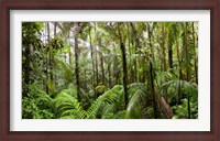 Framed Trees in tropical rainforest, Eungella National Park, Mackay, Queensland, Australia