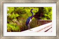 Framed Close-up of an blue egret, Boynton Beach, Florida, USA