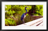 Framed Close-up of an blue egret, Boynton Beach, Florida, USA