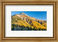Framed Aspen tree on a mountain, Coal Bank Pass, San Juan National Forest, Colorado, USA