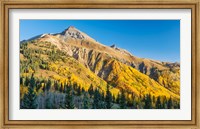 Framed Aspen tree on a mountain, Coal Bank Pass, San Juan National Forest, Colorado, USA