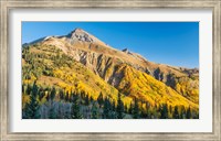 Framed Aspen tree on a mountain, Coal Bank Pass, San Juan National Forest, Colorado, USA