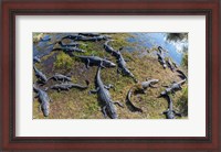 Framed Alligators along the Anhinga Trail, Everglades National Park, Florida, USA