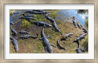 Framed Alligators along the Anhinga Trail, Everglades National Park, Florida, USA