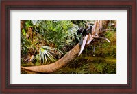 Framed Oriental darter (Anhinga melanogaster) on a tree, Boynton Beach, Palm Beach County, Florida, USA