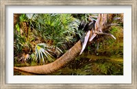 Framed Oriental darter (Anhinga melanogaster) on a tree, Boynton Beach, Palm Beach County, Florida, USA
