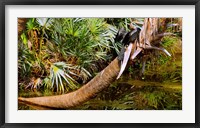 Framed Oriental darter (Anhinga melanogaster) on a tree, Boynton Beach, Palm Beach County, Florida, USA