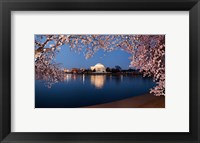 Framed Cherry Blossom Tree with Jefferson Memorial, Washington DC