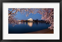 Framed Cherry Blossom Tree with Jefferson Memorial, Washington DC