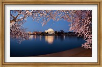 Framed Cherry Blossom Tree with Jefferson Memorial, Washington DC