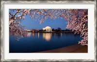 Framed Cherry Blossom Tree with Jefferson Memorial, Washington DC