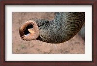 Framed African elephant, (Loxodonta africana), Elephant Trunk, Samburu National Reserve, Kenya