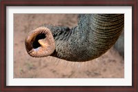 Framed African elephant, (Loxodonta africana), Elephant Trunk, Samburu National Reserve, Kenya