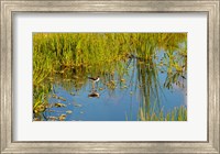 Framed Reflection of a bird on water, Boynton Beach, Florida, USA