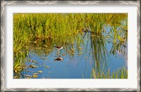 Framed Reflection of a bird on water, Boynton Beach, Florida, USA