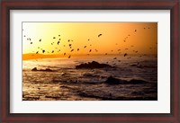 Framed Flock of seagulls fishing in waves at sunset, Morbihan, Brittany, France