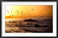 Framed Flock of seagulls fishing in waves at sunset, Morbihan, Brittany, France