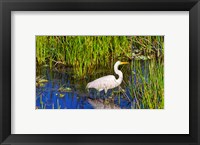 Framed Reflection of white crane in pond, Boynton Beach, Florida, USA