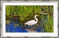 Framed Reflection of white crane in pond, Boynton Beach, Florida, USA
