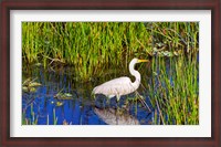 Framed Reflection of white crane in pond, Boynton Beach, Florida, USA