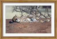Framed Cheetah, Ndutu, Ngorongoro, Tanzania
