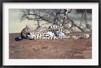 Framed Cheetah, Ndutu, Ngorongoro, Tanzania