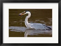 Framed Grey Heron, Kenya