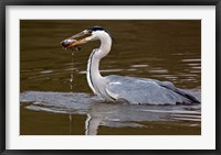 Framed Grey Heron, Kenya