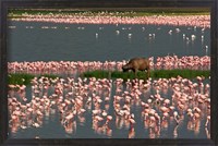 Framed Cape Buffalo Grazing among Flamingos