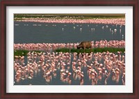 Framed Cape Buffalo Grazing among Flamingos
