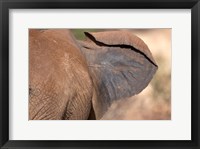 Framed African elephant, (Loxodonta africana), Elephant Ear, Samburu National Reserve, Kenya