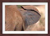 Framed African elephant, (Loxodonta africana), Elephant Ear, Samburu National Reserve, Kenya